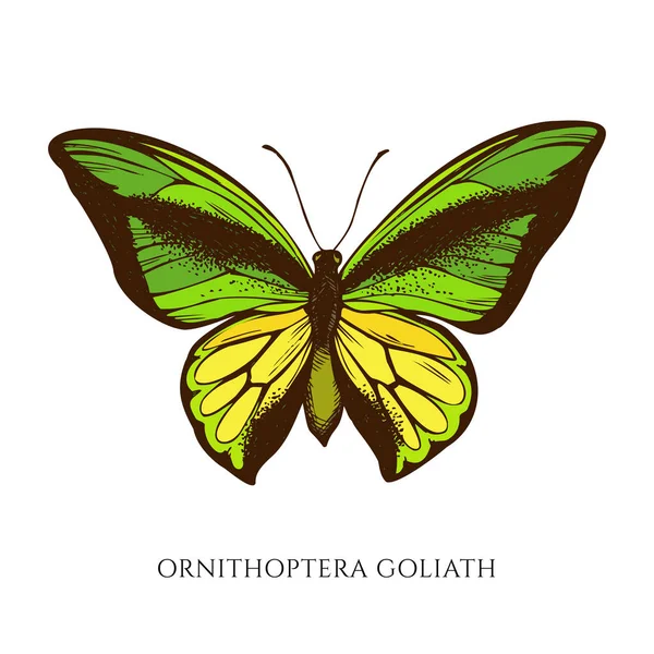 Conjunto vectorial de ornitópteros goliath dibujados a mano — Vector de stock