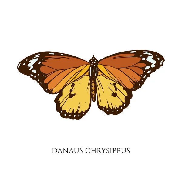 Conjunto vectorial de danaus chrysippus dibujado a mano — Vector de stock