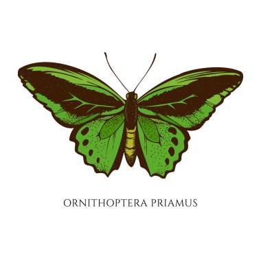 Renkli ornithoptera priamus el çizimi vektör kümesi