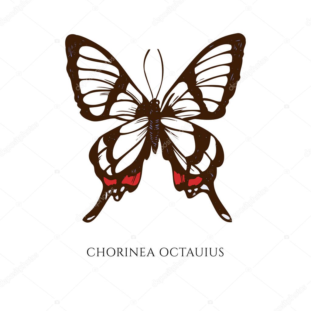 Vector set of hand drawn colored chorinea octauius