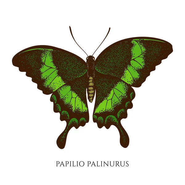 Conjunto vectorial de papilio palinurus dibujado a mano — Vector de stock
