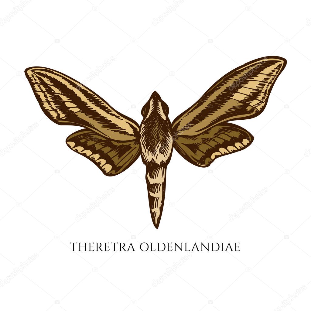 Vector set of hand drawn colored theretra oldenlandiae