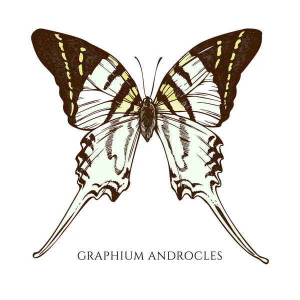 Conjunto de vectores de grafhium dibujado a mano de color androcles — Vector de stock