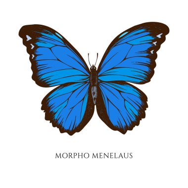 El çizimi renkli morpho menelaus vektör kümesi