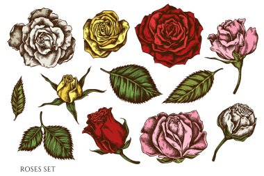 Elle çizilmiş vektör seti. Renkli güller.