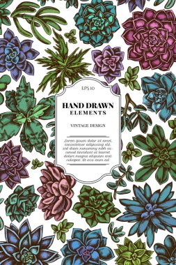 Renkli sulu echeveria, sulu ecculent echeveria, leziz stok çizimi içeren kart tasarımı