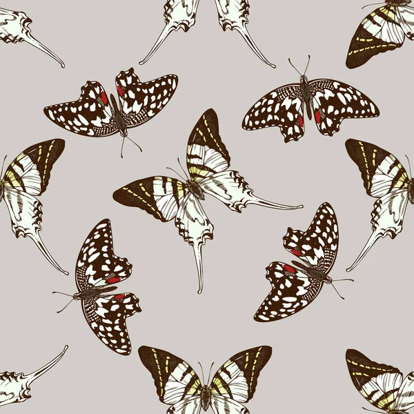 Nahtloses Muster mit von Hand gezeichneten farbigen Graphitandrozyten, Papilio demoleus — Stockvektor