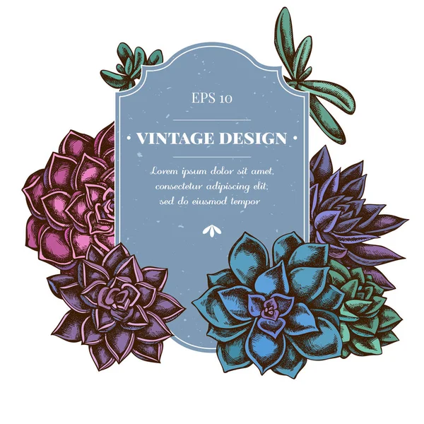 Badge design avec echeveria succulente colorée, echeveria succulente, succulente — Image vectorielle