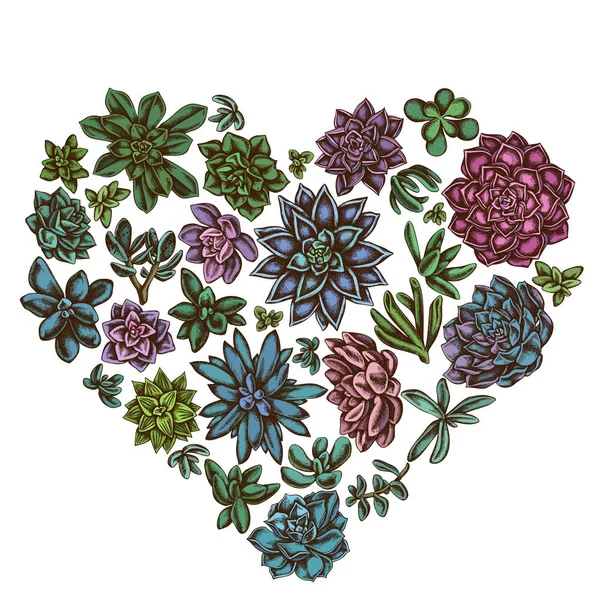 Цветочный дизайн сердца с цветной эхиверией, сочная эхиверия, сочный — стоковый вектор