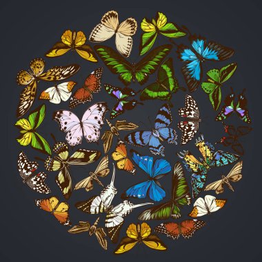 Papilio Ulysses, morpho menelaus, grahium androcles, morpho rethetenor cacica, papilio demoleus, cethosia biblis, papilio antimachus, alcides agyrsus