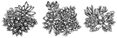 Çiçek buketi siyah ve beyaz sulu echeveria, sulu echeveria, sulu