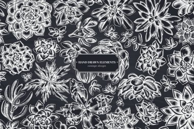 Tebeşir sulu echeveria, sulu echeveria, sulu