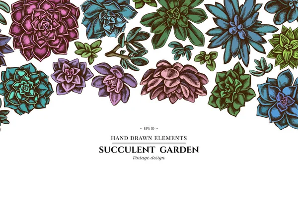 Diseño floral con equeveria suculenta de color, equeveria suculenta, suculenta — Archivo Imágenes Vectoriales