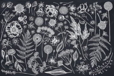 Eline tebeşirle çizilmiş çoban çantası, fırın, eğrelti otu, yabani sarımsak, yonca, küre, gentiana, astilbe, craspedia, lagurus, siyah karanfil, papatya, karahindiba, karahindiba, haşhaş çiçeği, zambak çiçeği,