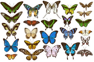 Elleri boyalı papilio Ulysses, morpho menelaus, grahium androcles, morpho rhetenor cacica, papilio demoleus, cethosia biblis, papilio antimachus, alcides agathyrsus, ornithoptera