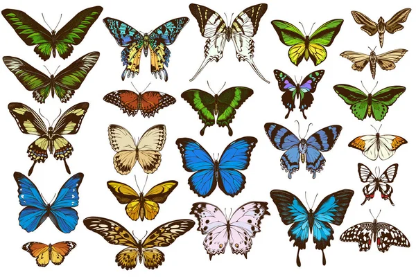 Ensemble vectoriel de papilio ulysses dessinés à la main, morpho menelaus, graphium androcles, morpho rhetenor cacica, papilio demoleus, cethosia biblis, papilio antimachus, alcides agathyrsus, ornithoptères — Image vectorielle