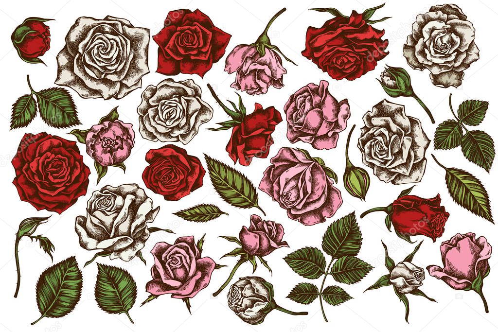 Vector set of hand drawn colored roses