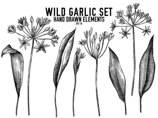 Vector collection of hand drawn black and white wild garlic — Stock Vector