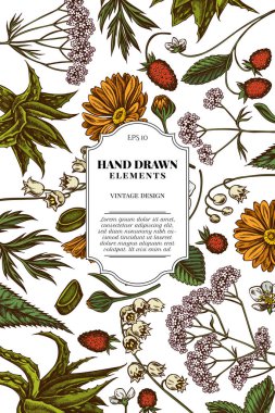 Renkli aloe, calendula, zambak, ısırgan otu, çilek, kediotu