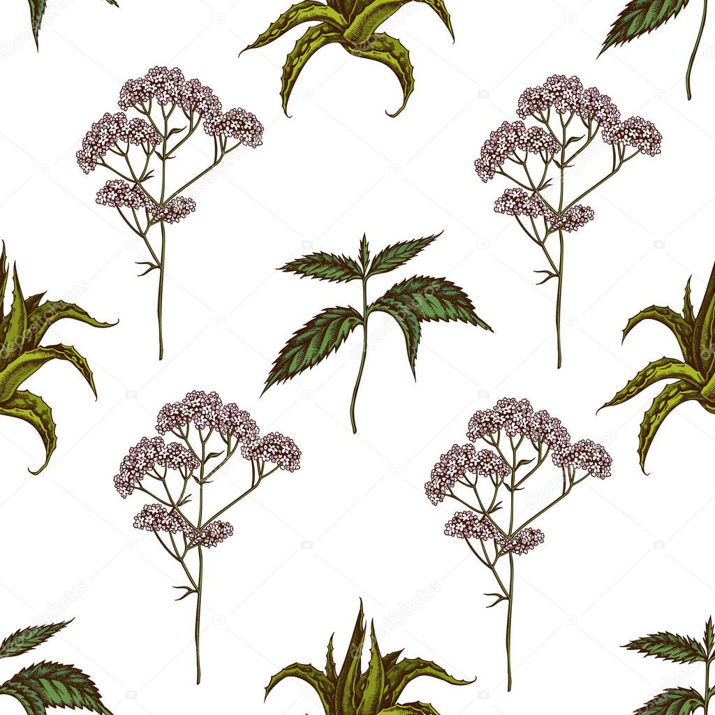 Seamless pattern with hand drawn colored aloe, nettle, valerian