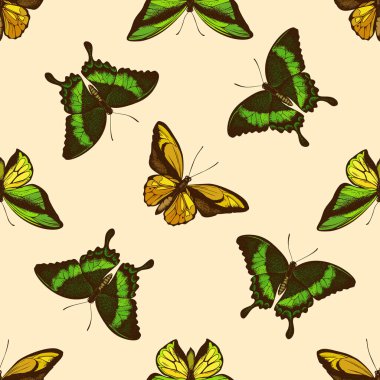 Elle çizilmiş kusursuz deseni olan ornithoptera croesus lydius, papilio palinurus, ornithoptera goliath