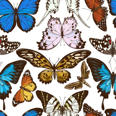 El çizimi papilio Ulysses, morpho menelaus, grahium androcles, papilio demoleus, cethosia biblis, papilio antimachus, theretra oldenlandiae, salamis parhassus, danaus