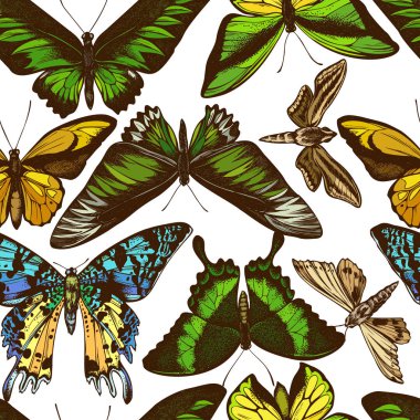 El yapımı ornithoptera croesus lydius, ambulyx pryeri, theretra oldenlandiae, urania rhipheus, papilio palinurus, trogonoptera brookiana, ornithoptera goliath