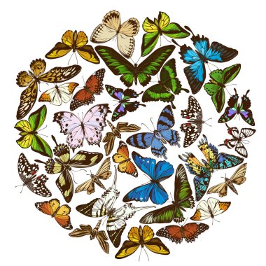 Renkli papilio Ulysses, morpho menelaus, graphium androcles, morpho rhetenor cacica, papilio demoleus, cethosia biblis, papilio antimachus, alcides agathyrsus, ornithoptera priamus