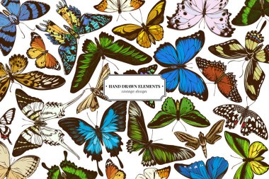 Colored elements design with papilio ulysses, morpho menelaus, graphium androcles, morpho rhetenor cacica, papilio demoleus, cethosia biblis, papilio antimachus, alcides agathyrsus, ornithoptera clipart