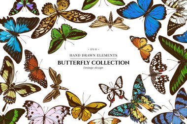 Papilio ulysses, morpho menelaus, graphium androcles, morpho rehetenor cacica, papilio demoleus, cethosia biblis, papilio antimachus, alcides agathyrsus, ornithoptera
