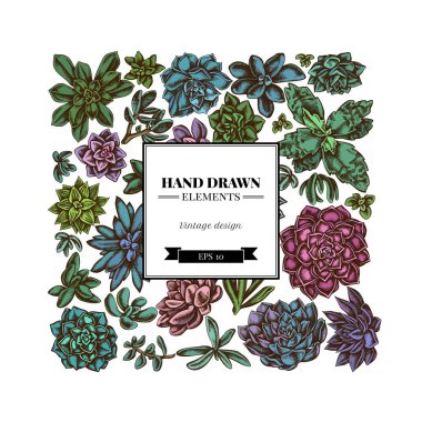 Renkli sulu echeveria, sulu echeveria, sulu, sulu