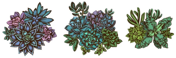 Ramo de flores de color suculenta echeveria, suculenta echeveria, suculenta — Vector de stock
