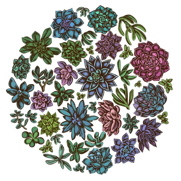 Круглий квітковий дизайн з кольоровими соковитими євреями, соковитими євреями, соковитими — стоковий вектор