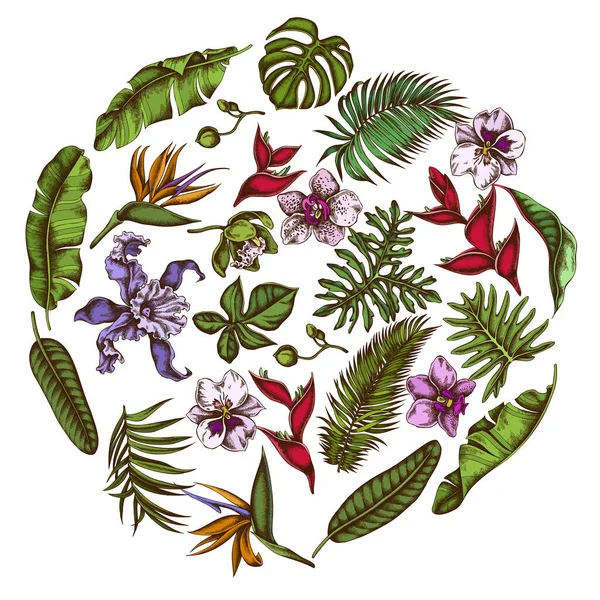 색깔 이 있는 몽테라, 바나나 야자 잎, 줄무늬 치아, 헬리 코니아, 열 대 야자나무 잎, 난초가 있는 원뿔형의 꽃들 — 스톡 벡터