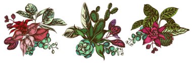 Renkli çiçek buketi, iresine, kalanchoe, calathea, guzmania, kaktüs