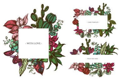 Renkli çiçekli çerçeveler, iresine, kalanchoe, calathea, guzmania, kaktüs