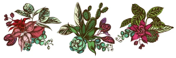 Ramo de flores de ficus de colores, iresina, kalanchoe, calathea, guzmania, cactus — Vector de stock