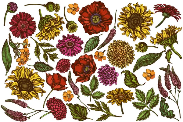 Elle çizilmiş vektör seti. Renkli gelincik çiçeği, gerbera, ayçiçeği, süt otu, yıldız çiçeği, Veronica.
