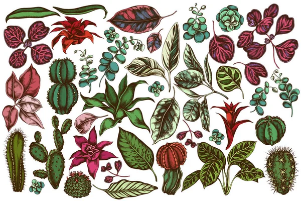 Conjunto vectorial de ficus dibujado a mano, iresina, kalanchoe, calatea, guzmania, cactus — Archivo Imágenes Vectoriales