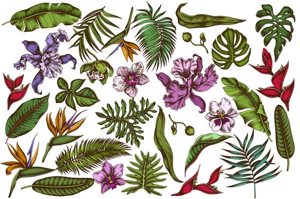 Conjunto vectorial de monstera coloreada dibujada a mano, hojas de palma de plátano, strelitzia, heliconia, hojas de palma tropical, orquídea — Vector de stock