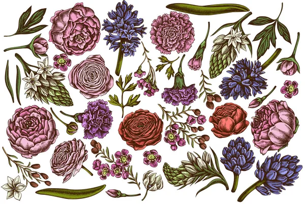 Elle çizilmiş renkli şakayık, karanfil, ranunculus, balmumu çiçeği, ornithogalum, sümbül.