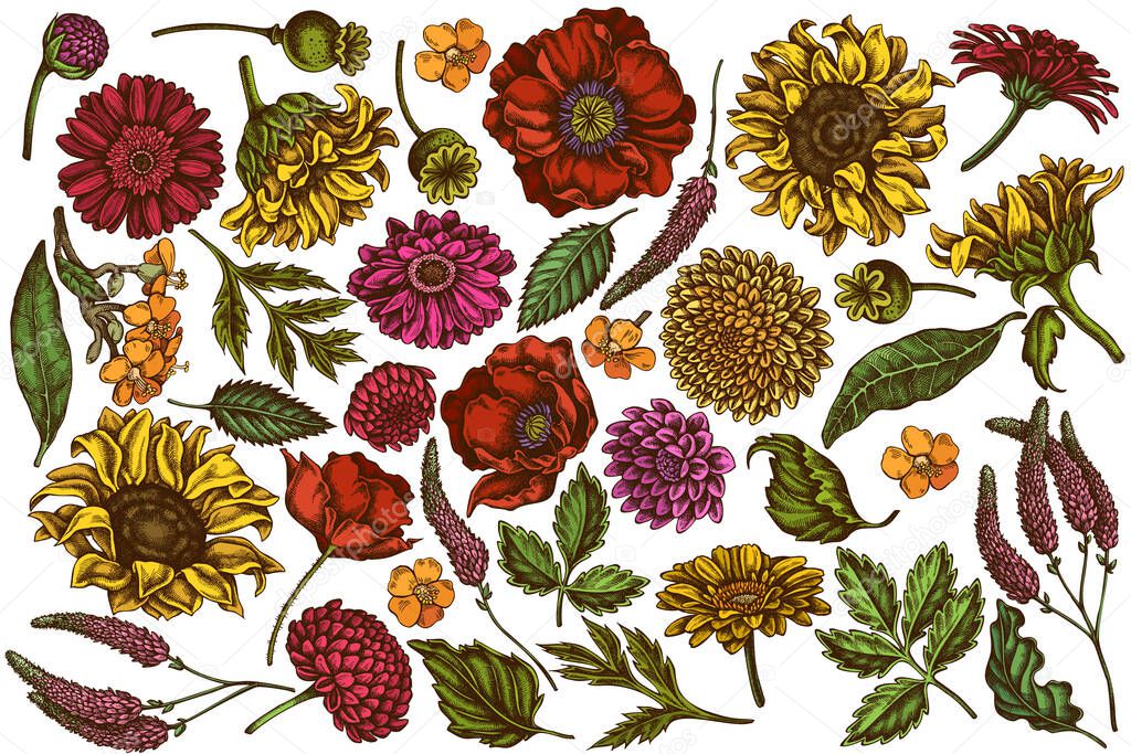 Vector set of hand drawn colored poppy flower, gerbera, sunflower, milkweed, dahlia, veronica