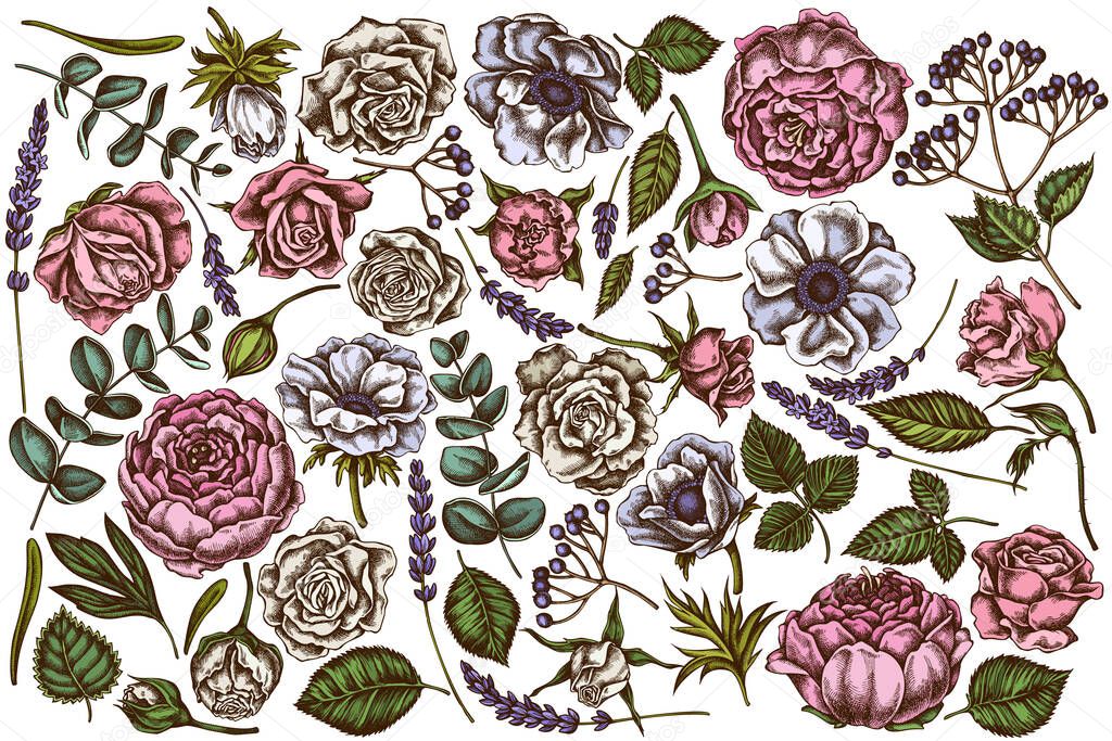 Vector set of hand drawn colored roses, anemone, eucalyptus, lavender, peony, viburnum