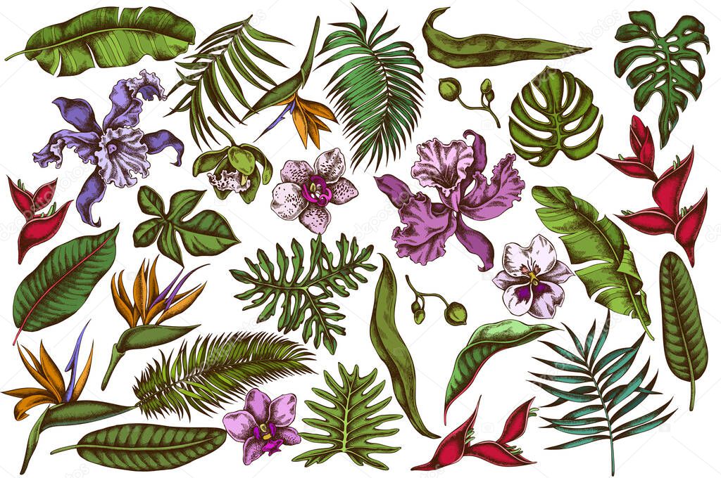 Vector set of hand drawn colored monstera, banana palm leaves, strelitzia, heliconia, tropical palm leaves, orchid