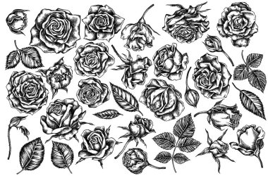 Siyah beyaz güller çizilmiş vektör el seti
