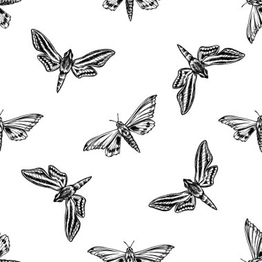 Siyah beyaz ambuliks güvesi, beyaz bantlı avcı atmaca güvesi ile kusursuz bir desen.