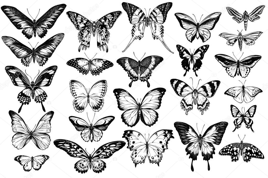 Vector set of hand drawn black and white great orange-tip, emerald swallowtail, jungle queens, plain tiger, rajah brookes birdwing, papilio torquatus, swallowtail butterfly