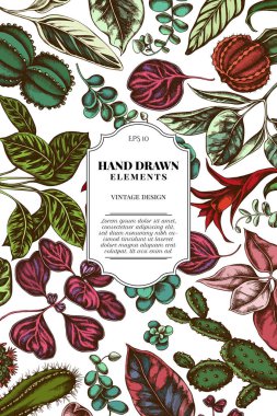 Renkli incir ağacı, iresine, kalanchoe, calathea, guzmania, kaktüs