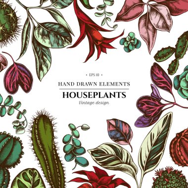Renkli çiçekli tasarım, iresine, kalanchoe, calathea, guzmania, kaktüs