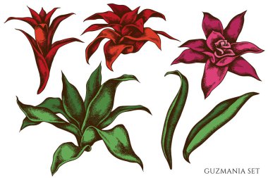 Elle çizilmiş vektör kümesi renkli guzmania